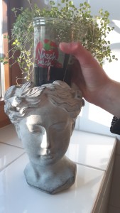 Bubikopfpflanze, 6 Monate alt in Naschtomatenbecher