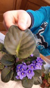 Saintpaulia ionantha