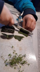 Pflanzenteile zur Vermehrung