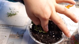 Vermehrung von Bubikopf