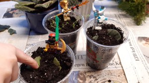 Vermehrung von Elefantenohr und Usambaraveilchen durch Blattstücke